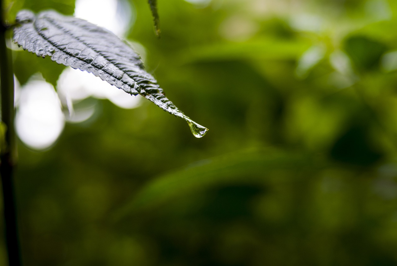 依生生物最新股票動(dòng)態(tài)全面解析，最新消息與全面解讀