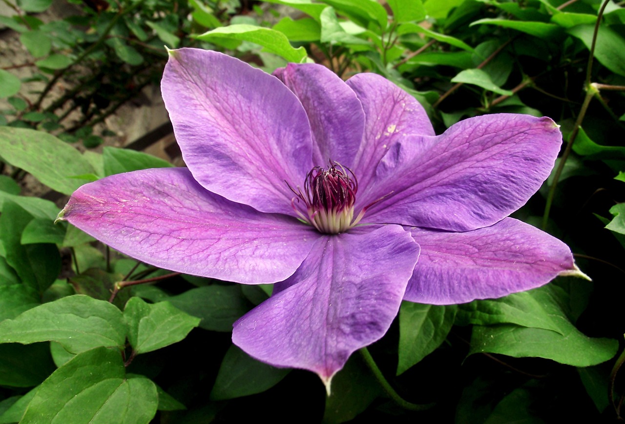 保定朝陽(yáng)花園最新動(dòng)態(tài)揭秘，未來(lái)美好藍(lán)圖展望