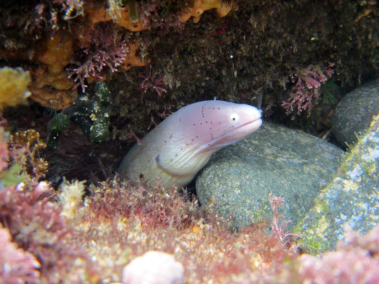 探索海洋霸權(quán)，最新360海島奇兵下載指南