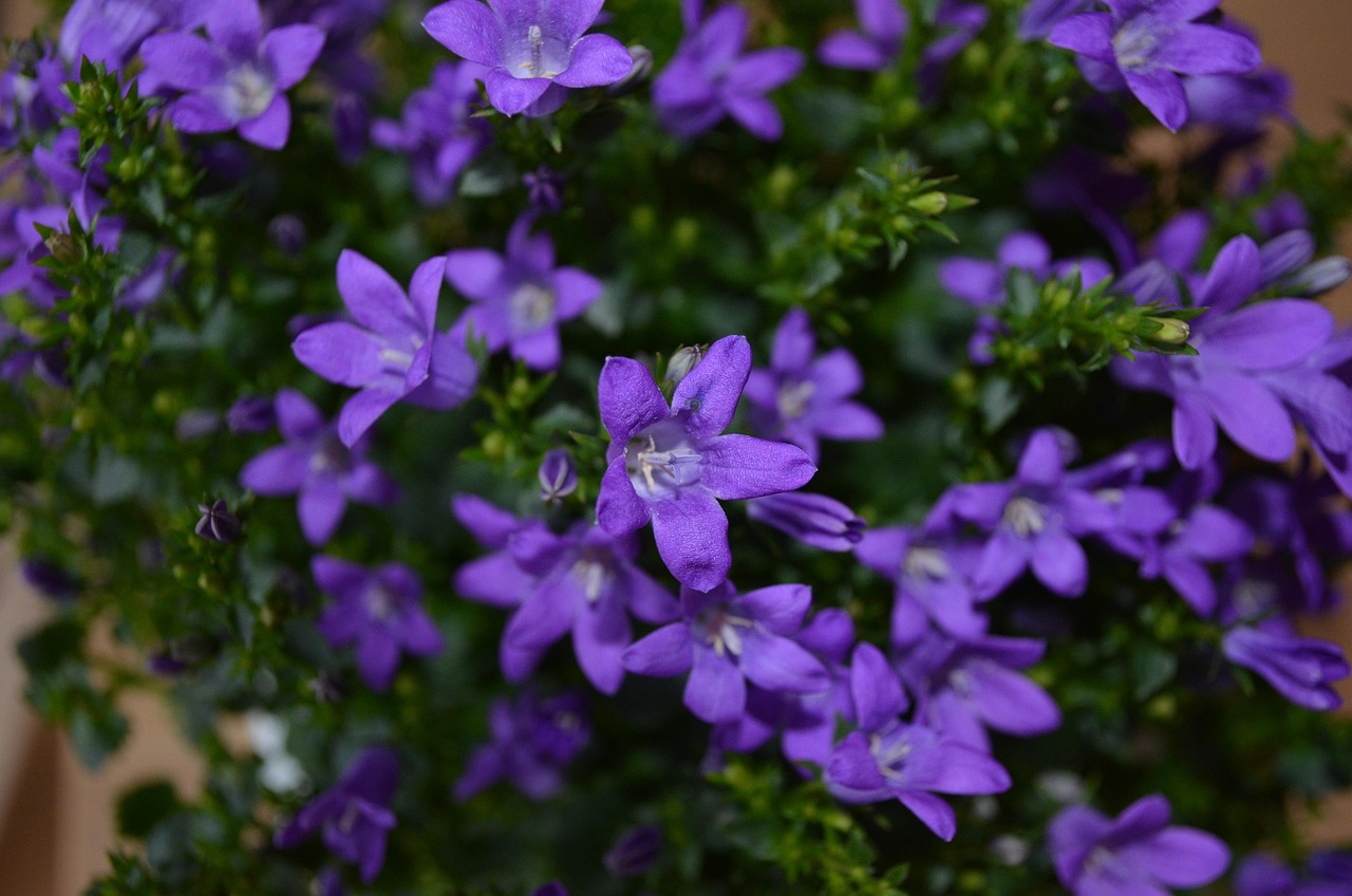 燕郊四季花都最新動(dòng)態(tài)，城市未來之花綻放，花朵與都市共成長(zhǎng)