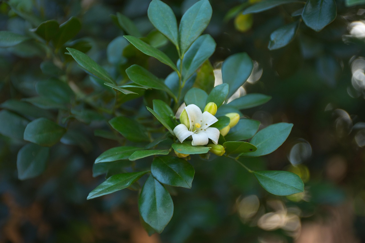 中醫(yī)藥法最新動(dòng)態(tài)，邁向現(xiàn)代化與規(guī)范化的新征程